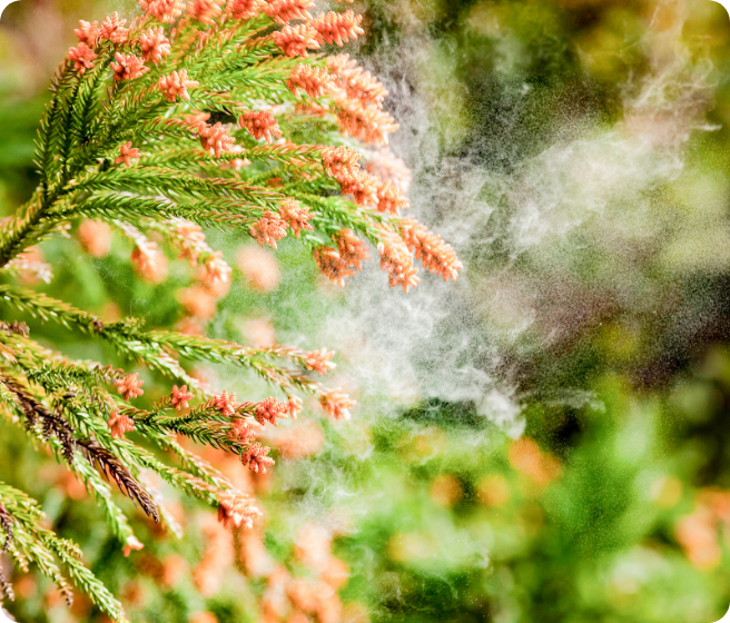アレルギー性結膜炎・花粉症